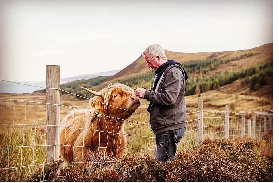 George feeding a Highland cow on a heather hillside