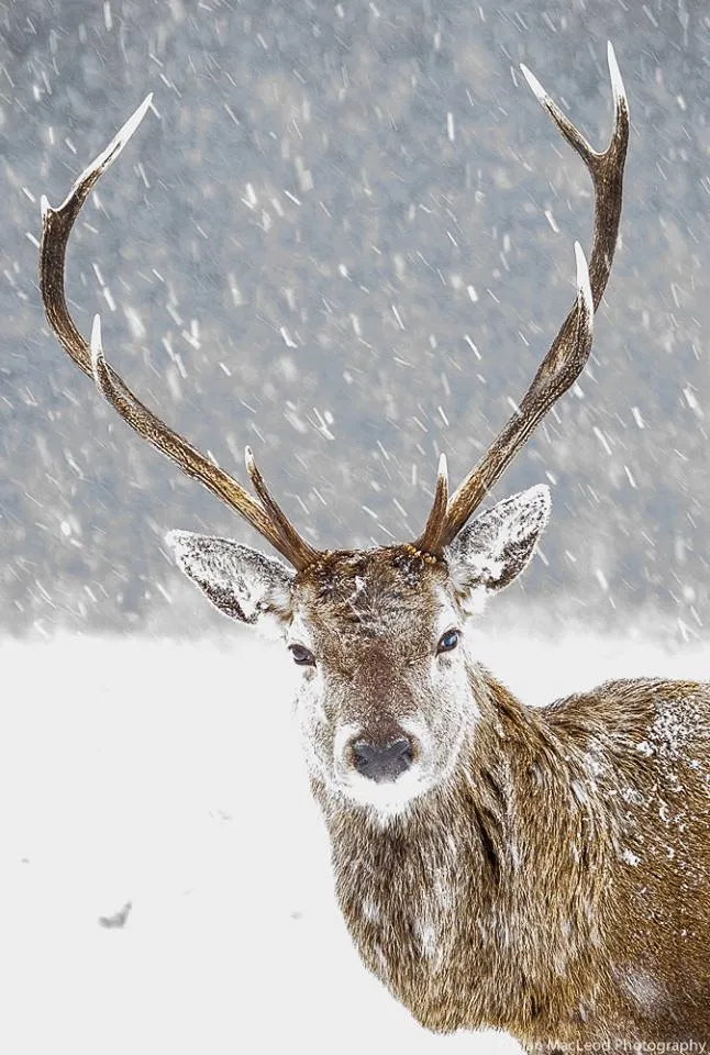A Highland stag in the snow